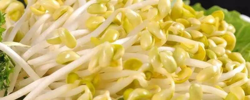 夏天发黄豆芽要注意什么
