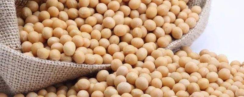 大豆与黄豆的区别是什么