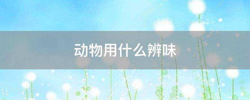 动物用什么辨味