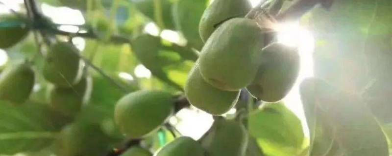 夏天猕猴桃的保存方法