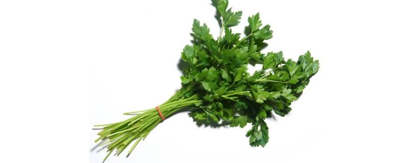 荷兰芹是什么菜