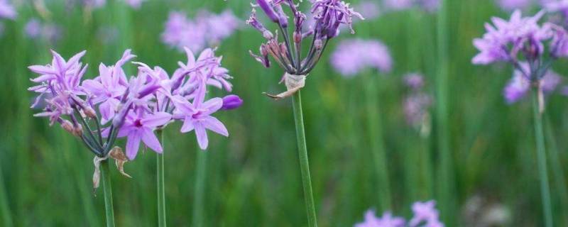 开紫色花的野韭菜能吃吗 生活百科 开紫色花的野韭菜能吃吗 生活百科