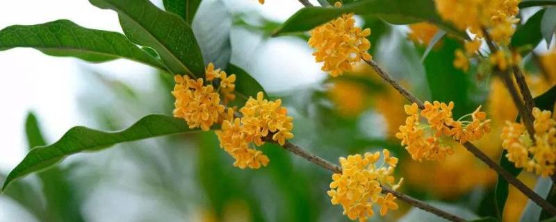 桂花在古代被称为什么