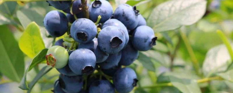 蓝莓泡出白虫还能吃吗