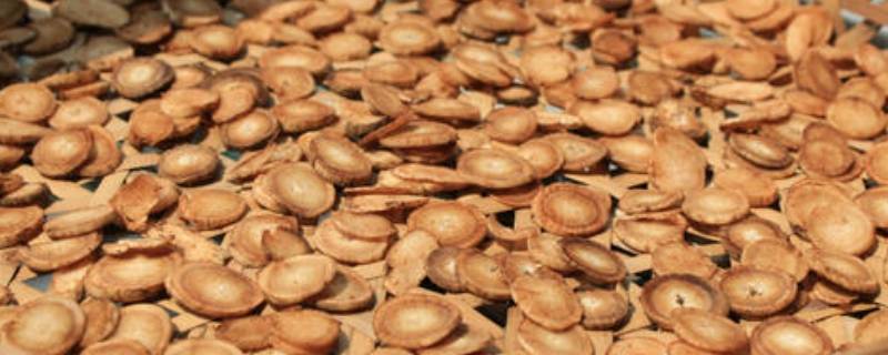 牛蒡根跟牛蒡子一样吗