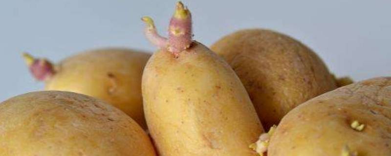 马铃薯发芽后还能吃吗