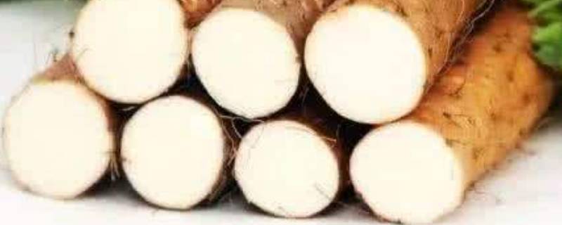 山药为什么熟了也麻口