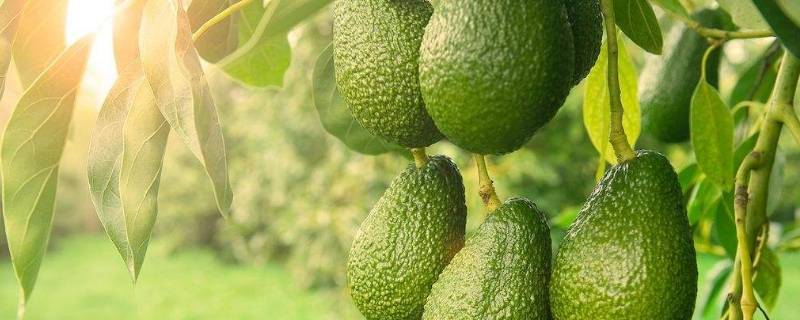 牛油果不熟可以蒸熟吗