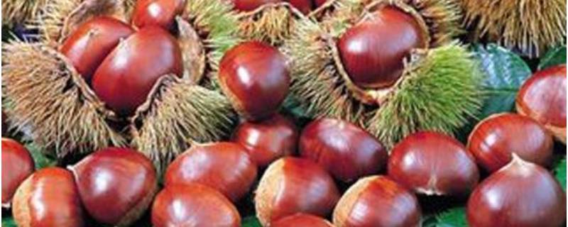 生板栗冷冻后还能吃吗