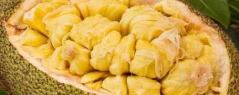 剥好的菠萝蜜可以冷冻不