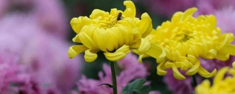 菊花的特点和精神