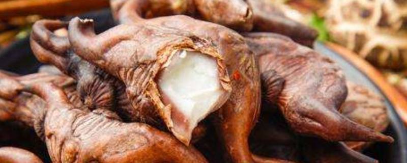 菱角属于水果还是蔬菜