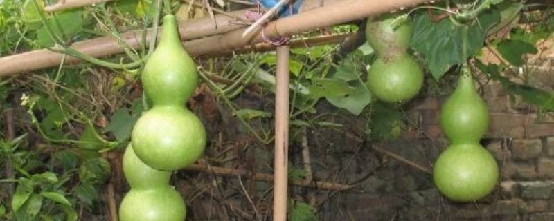 葫芦需要煮一下吗