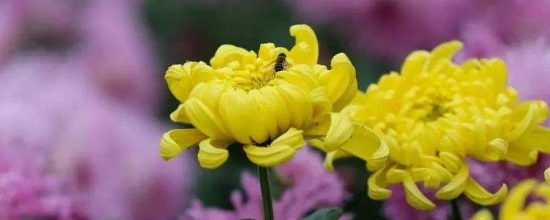菊花在中国寓意是什么