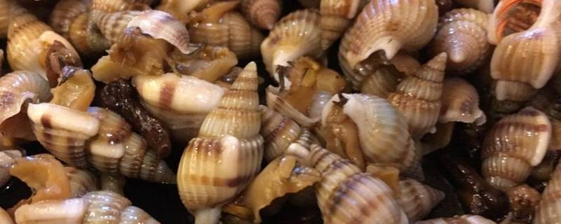 啾啾螺是织纹螺吗