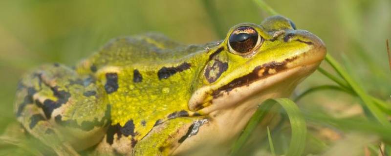 青蛙冬天怎么过冬