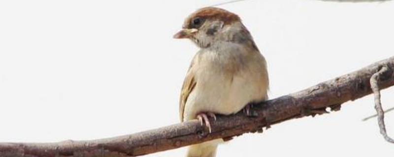 麻雀的寓意和象征