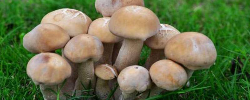蘑菇是不是生物