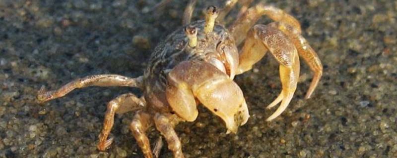 母螃蟹生了小螃蟹后会死吗
