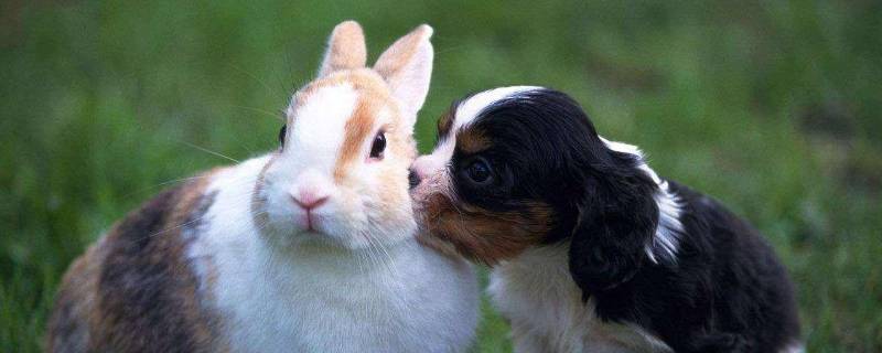 面红耳赤是什么动物