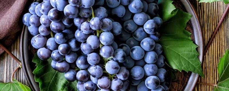 晴王葡萄有籽吗