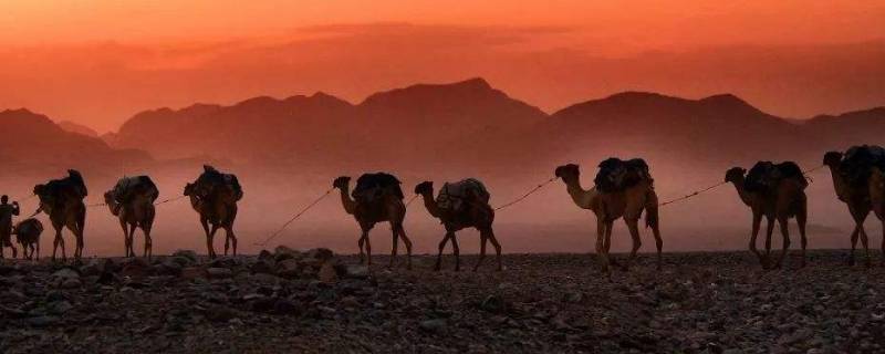 骆驼有什么象征精神