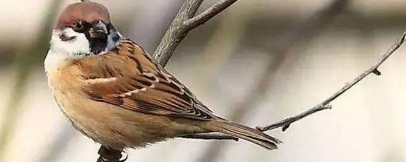 麻雀几级保护动物