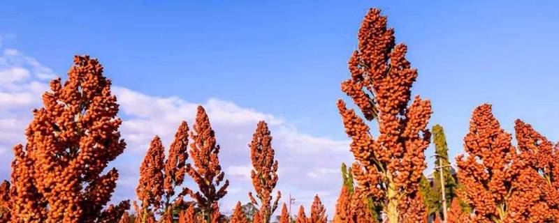 秋天高粱是什么颜色的