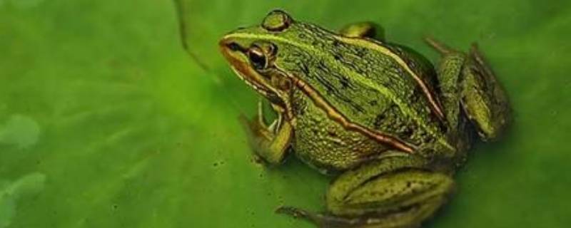 青蛙的呼吸器官是什么