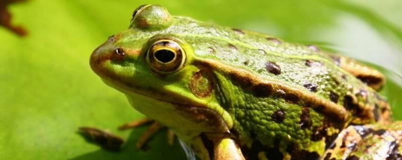 青蛙靠什么辨别味道