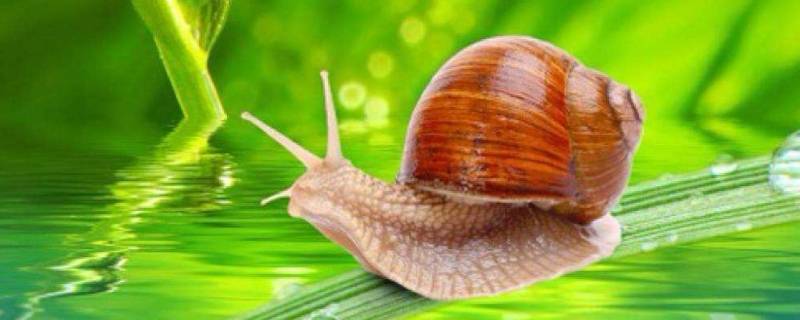 蜗牛有味觉吗