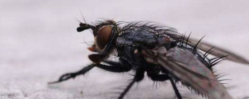 苍蝇属于什么类动物