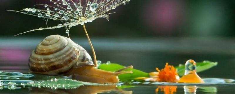 蜗牛的呼吸器官是什么