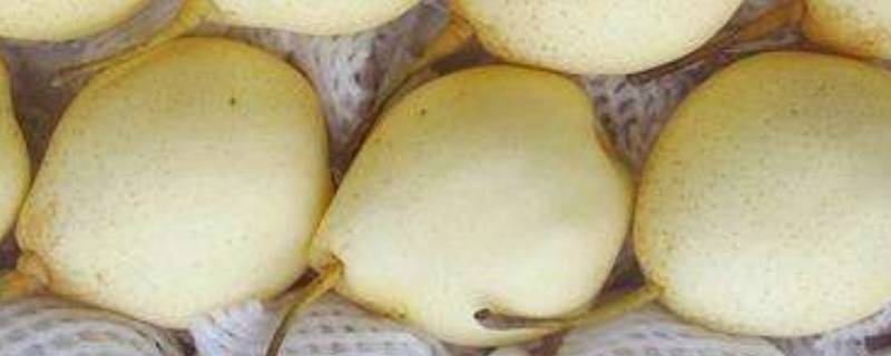 水晶梨可以代替雪梨吗