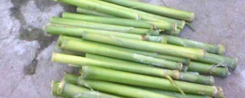 甜杆是高粱杆吗