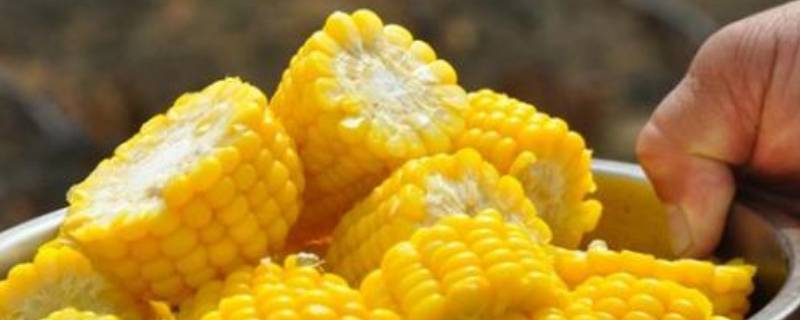 水果玉米煮多久熟