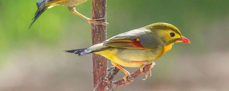 鸟的特点有哪些
