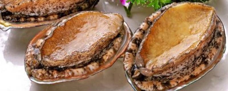 四头鲍鱼是什么概念