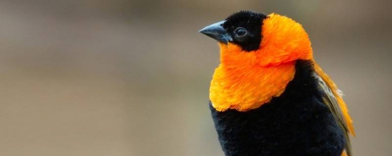 鸟的身体呈什么形