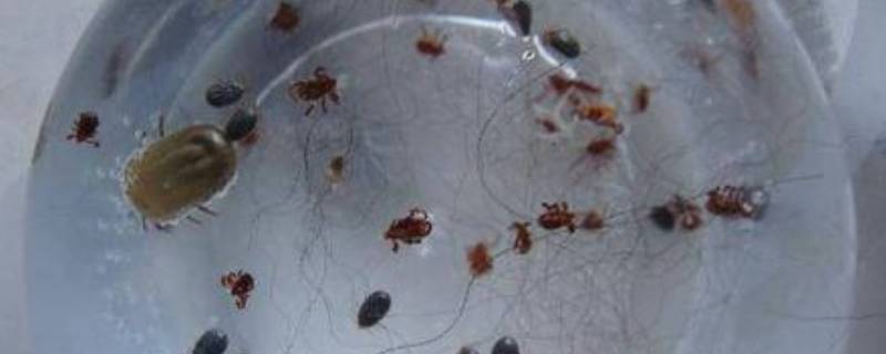 跳蚤是怎么滋生出来的