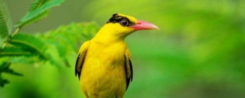 鸟的呼吸方式叫什么