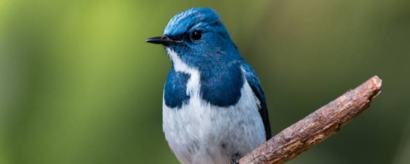 鸟的羽毛分为哪几种