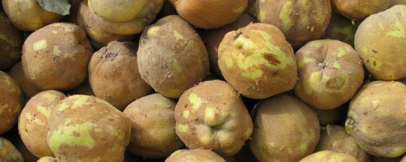 榅桲是什么水果