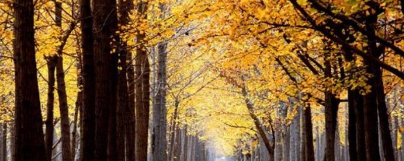 十里银杏长廊在哪里