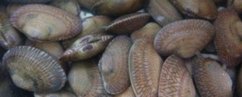 死花甲可以吃吗