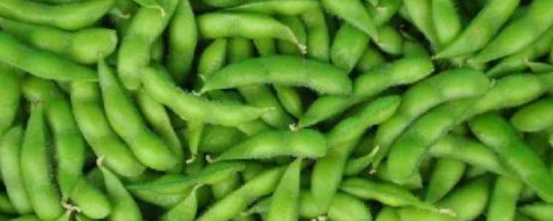 嫩毛豆怎么保存方法