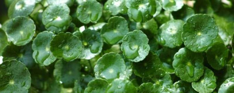 铜钱草可以吃吗