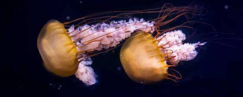 水母有毒吗可以用手碰吗