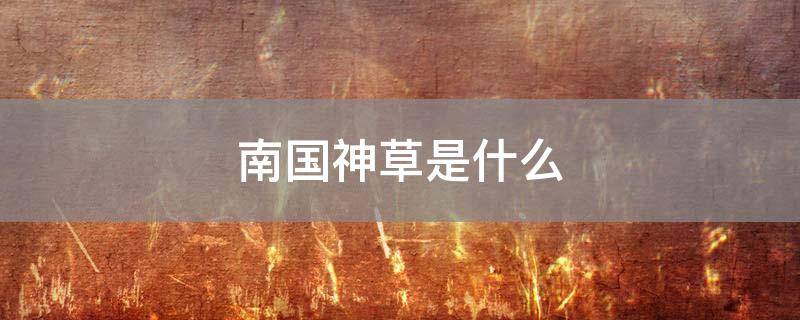 南国神草是什么
