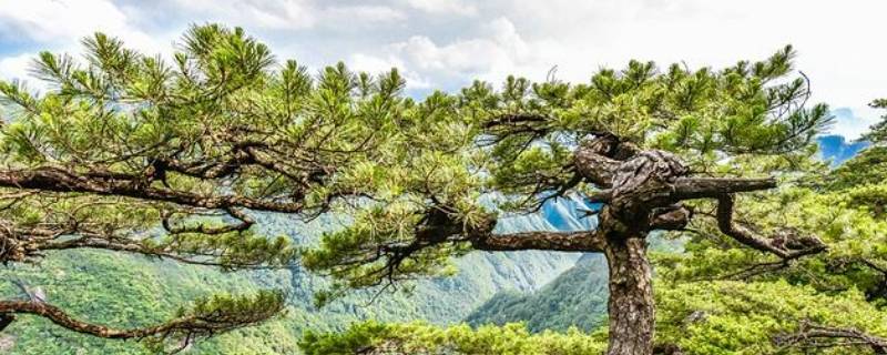 松树上长的疙瘩叫什么